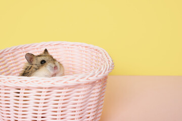 hamster in a pink basket on a yellow background