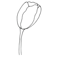 Hand drawn vector botanical illustration. Isolated objects on white.