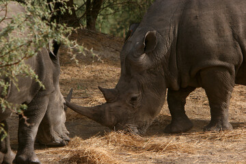 Fototapeta premium rhinoceros Blanc (ceratotherium simum)