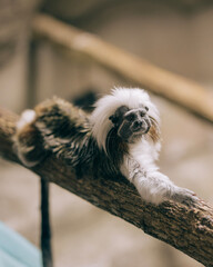 close up of a squirrel