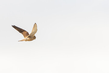 Close up of Kestrel - bird of prey - hovering in the sky, hunting for prey