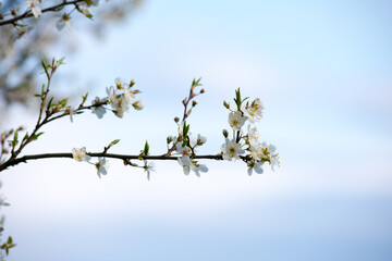 branch of a tree. white flowers in Spring.