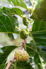 Noni Fruits with green leafs. Great morinda,Indian mulbery,Morinda citrifolia