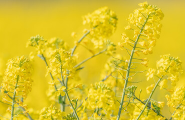 rapeseed flowers with yellow background very out of focus