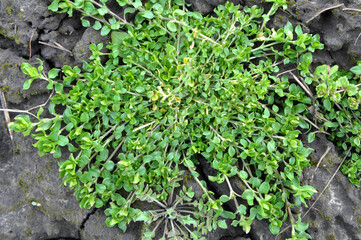 In the spring, Stellaria media grows in nature