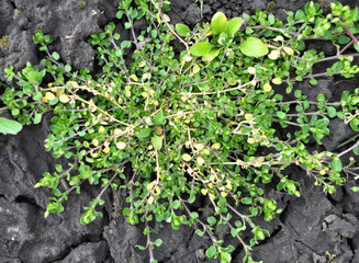 In the spring, Stellaria media grows in nature