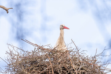 Fototapeta premium A stork stands in its nest, Builds the nest. A dramatic blue sky in the background. copy-space
