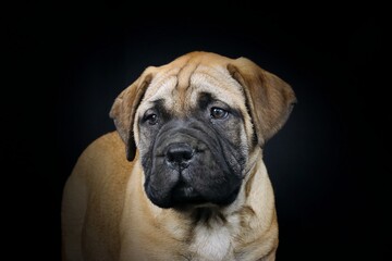 Puppy bullmastiff isolated on black 
