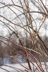 Frozen tree branches in the sun