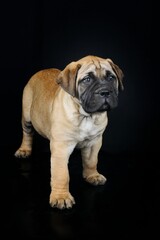 bullmastiff puppy isolated on black background