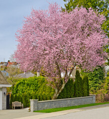 Fragment of a nice  outdoor landscape in Vancouver, Canada.