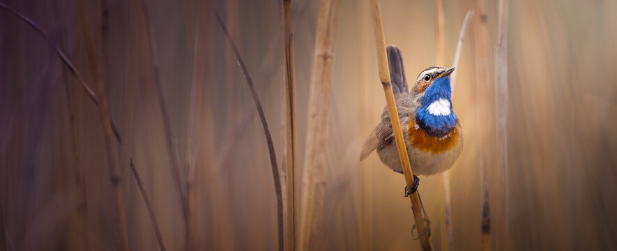 Bluethroat, a little songbird in the reeds.
