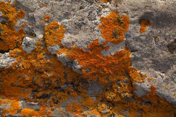 Bright yellow orange Caloplaca marina aka Orange Sea Lichen on rock, recent rains revived the vegetative body, natural macro background
