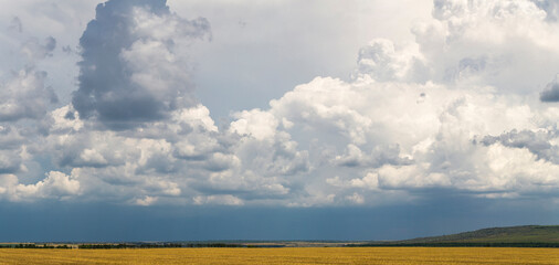 Wheat fields before the rain. Cumuliform cloudscape on blue sky.  The sun is hidden. Panorama.