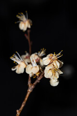 Apricot flowers after frost. The effect of negative temperatures in spring on gardening....