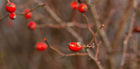 Red fruit of wild rose. The dog roses, the Canina section of the genus Rosa. Subtle swirly bokeh in the background.