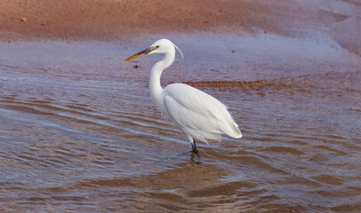 Little egret (Egretta garzetta). The white bird hunts fish in the red Sea.