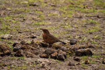 Brown throttle on the ground in the middle of horse droppings
