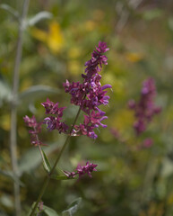Flora of Gran Canaria - Salvia canariensis, Canary Island sage natural macro floral background
