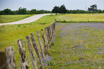 Fototapeta premium Bluebonnets wildflowers in a field behind a wooden fence line along a Texas backroad