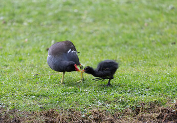 Canal Moorhen taken on grass bank