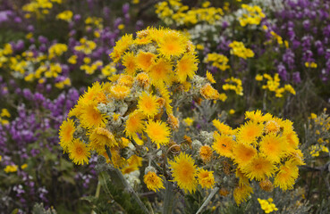 Fototapeta na wymiar Flora of Gran Canaria - Sonchus acaulis, sow thistle endemic to central Canary Islands natural macro floral background 