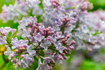 Lush lilac bushes blooming in spring