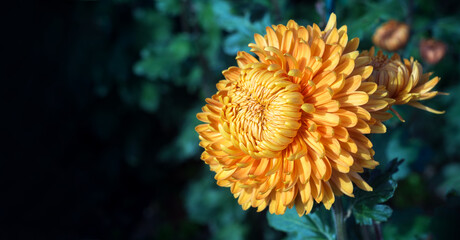 big beautiful yellow (orange) chrysanthemum grandiflorum on dark background, horizontal view