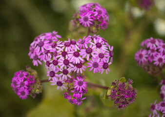 Flora of Gran Canaria - magenta flowers of Pericallis webbii, endemic to the island, natural macro floral background
