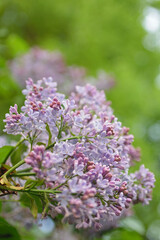Obraz premium Lush lilac bushes blooming in spring