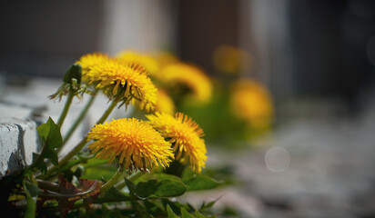 yellow dandelion flower