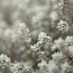 Flora of Gran Canaria - Micromeria varia herb, locally called thyme, endemic to Canaries and Madeira,  natural macro floral background
