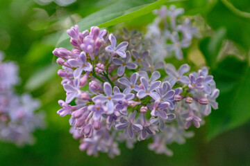Lush lilac bushes blooming in spring