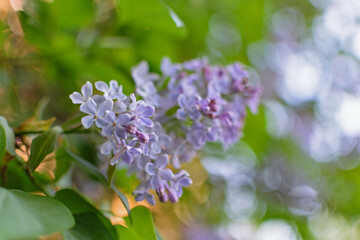 Fototapeta na wymiar Lush lilac bushes blooming in spring