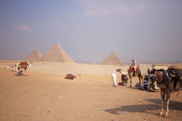 Fototapeta premium horse & camels near the pyramids of the Giza Necropolis near Cairo Egypt