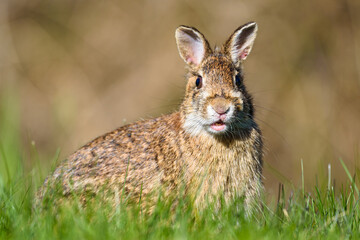 An eastern cottontail rabbit, also known as Sylvilagus floridanus, enjoying resting in long green spring grass. It poses with its mouth open as if speaking with its ears raised and listening. 