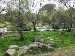 Riverside plants and vegetation in the mountains