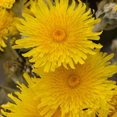 Flora of Gran Canaria -  Sonchus acaulis, sow thistle endemic to central Canary Islands natural macro floral background
