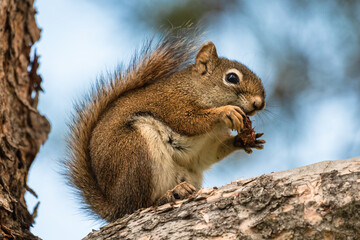 An American Red Squirrel Tamiasciurus hudsonicus standing on a mature tree branch with a partially eaten pine cone between its paws with digits spread