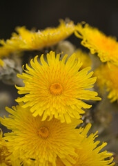 Flora of Gran Canaria -  Sonchus acaulis, sow thistle endemic to central Canary Islands natural macro floral background
