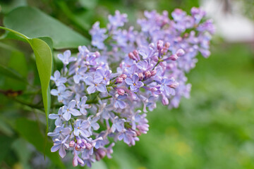 Obraz premium Lush lilac bushes blooming in spring