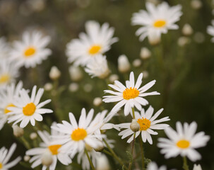 Fototapeta premium Flora of Gran Canaria - Argyranthemum, marguerite daisy endemic to the Canary Islands