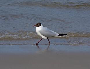 Close-up Black-headed gull walk along the edge of the Baltic sea