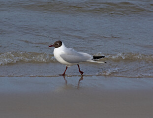 Close-up Black-headed gull walk along the edge of the Baltic sea