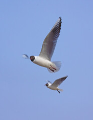 Close-up flying Black-headed gull in the sky on plain background