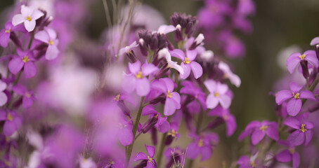 Flora of Gran Canaria - lilac flowers of crucifer plant Erysimum albescens, endemic to the island natural macro floral background
