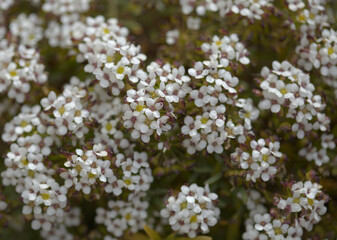 Flora of Gran Canaria -  small crucifers Lobularia canariensis, endemic to Canary Islands natural macro floral background