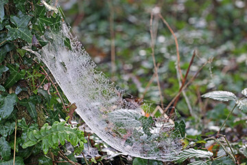 spider web with dew drops	