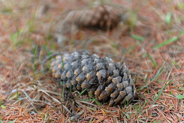 Christmas tree cone lies on the ground in the forest