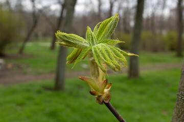 Close up new fresh spring green leaves of chestnut tree bud into city park